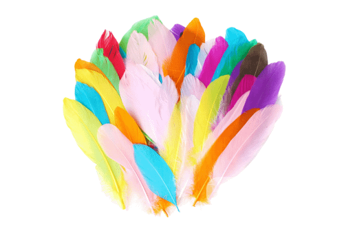 Colourful Feathers Art Craft & D.I.Y One Dollar Only